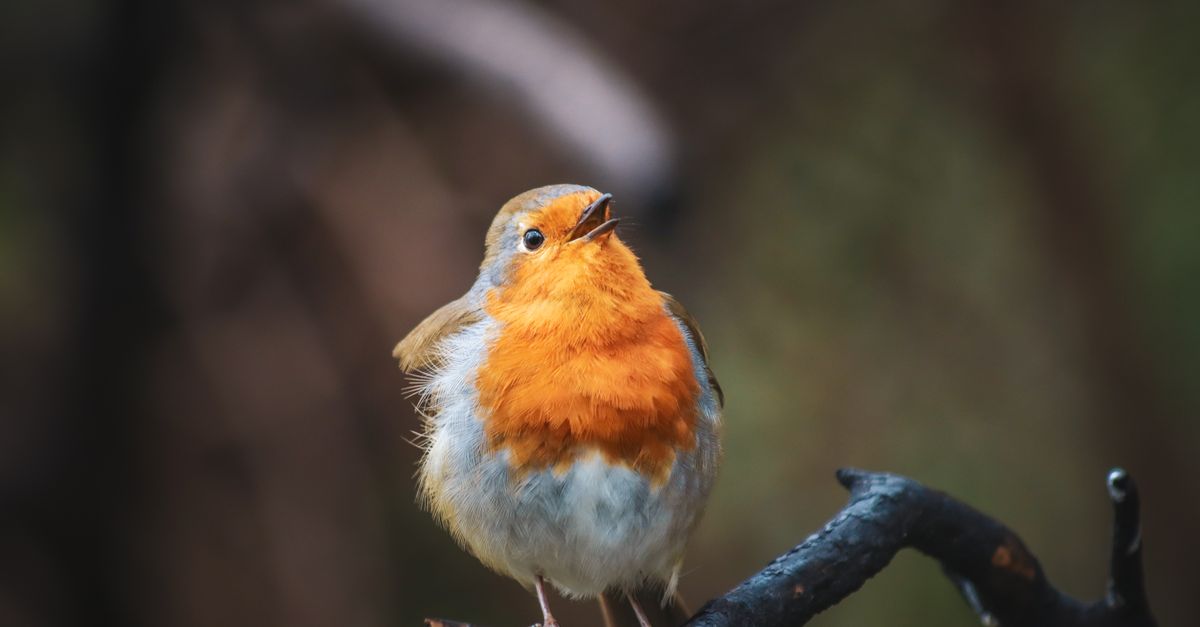 Robin In Nature Robin Bird in Nature · Free Stock Photo
