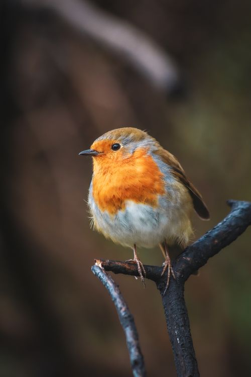 Free A detailed shot of a European robin with vibrant plumage sitting on a branch. Perfect for nature lovers. Stock Photo