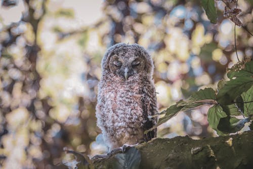 Close up of Tawny Owl