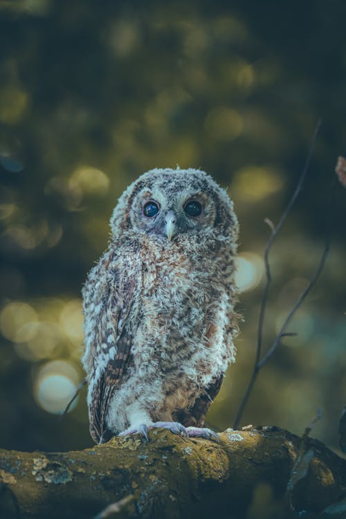Tawny Owl in Nature