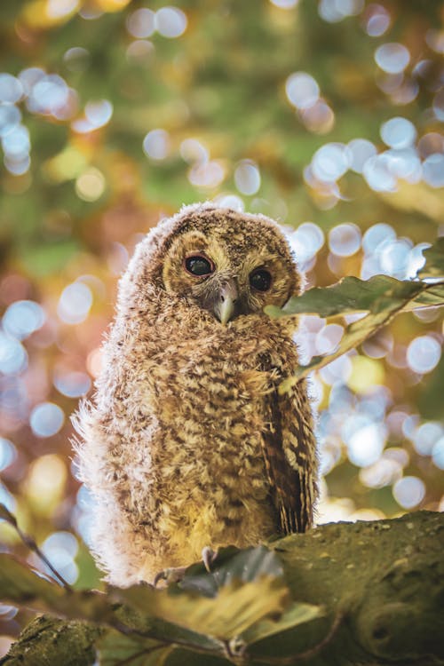 Owl on Branch