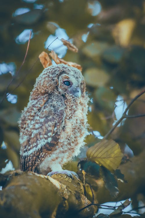 Tawny Owl on Branch