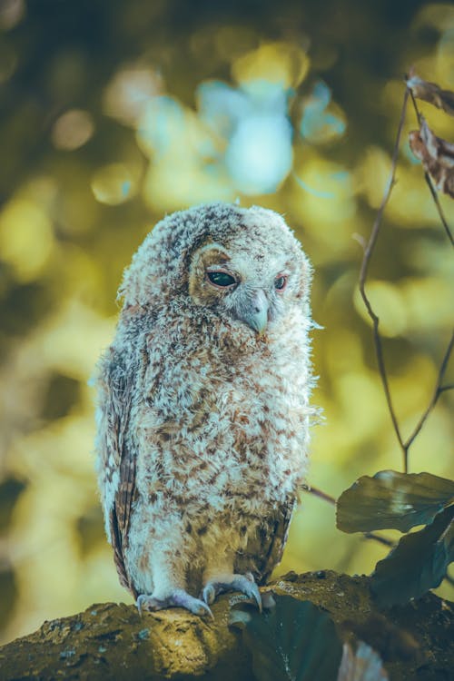 Close up of Owl