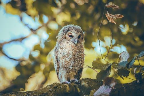 Owl in Nature