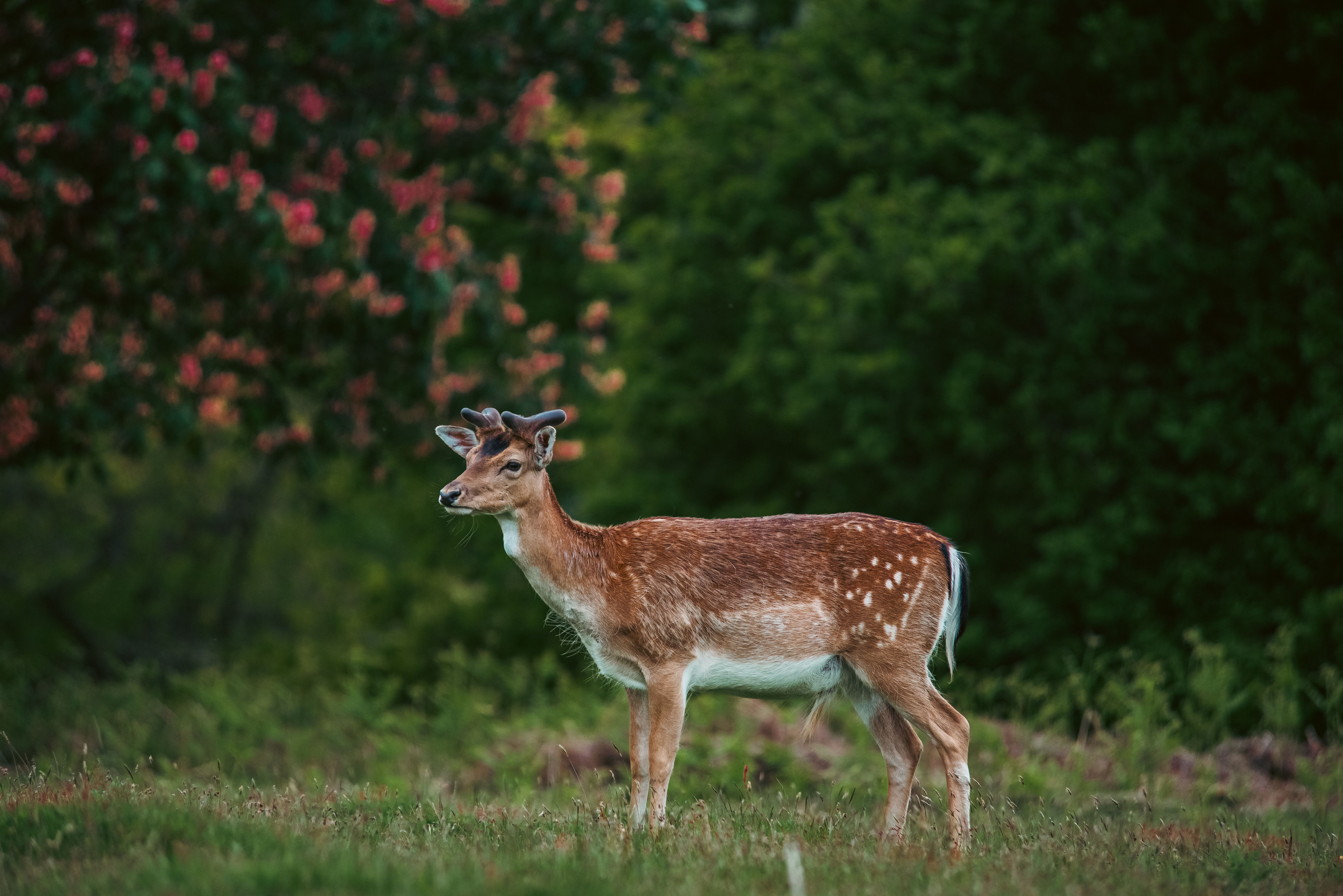 A Deer in a Forest · Free Stock Photo
