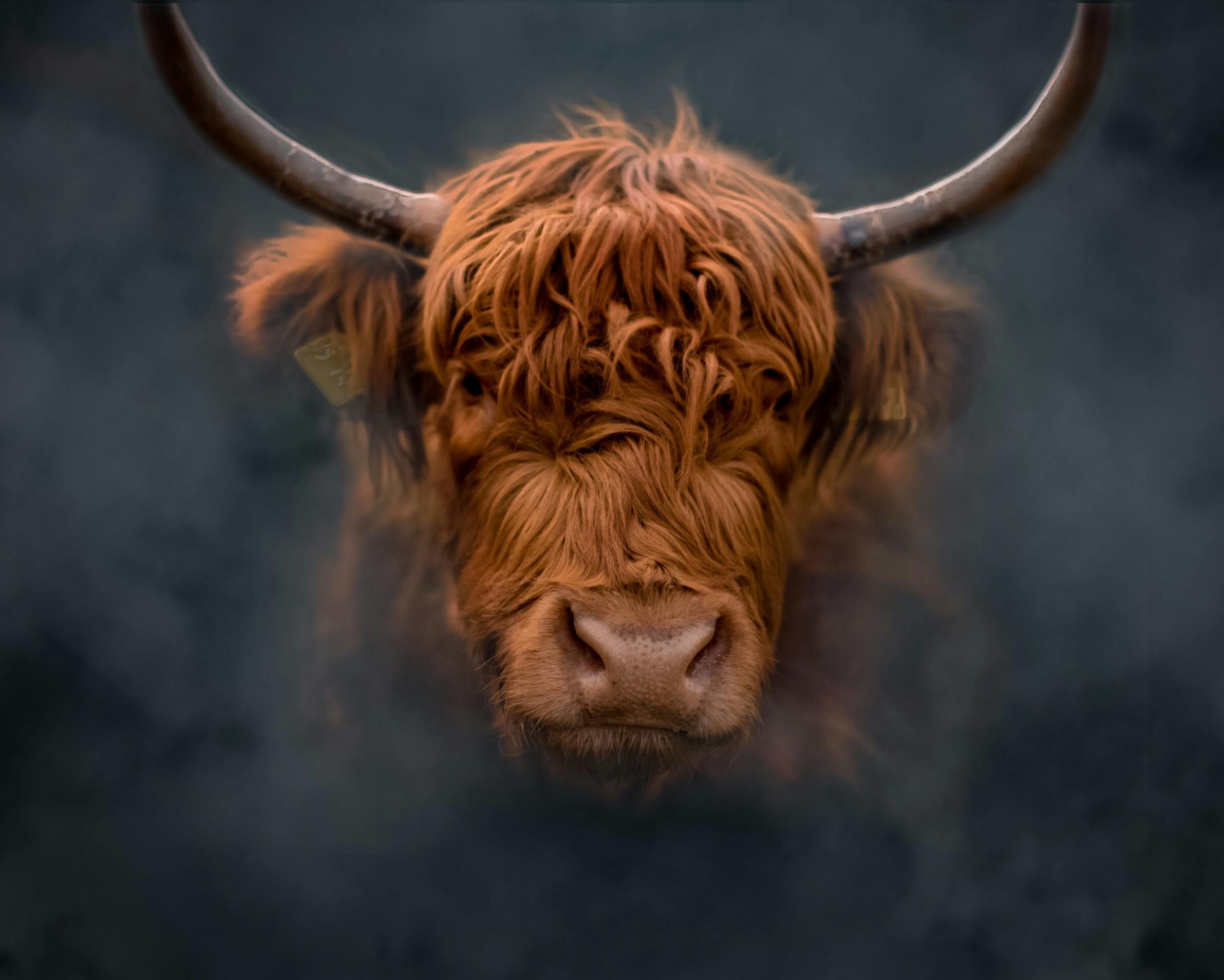 Gratuit Portrait De Bovins Des Highlands Photos