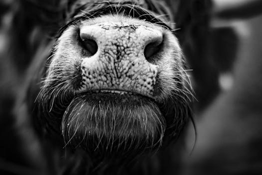 Detailed close-up of a bull's snout in black and white, showcasing texture and form.