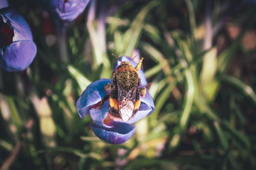 Бесплатное стоковое фото с выборочный фокус, природа, пчелы