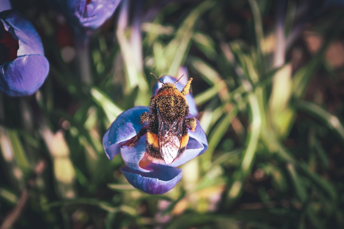 Бесплатное стоковое фото с выборочный фокус, природа, пчелы