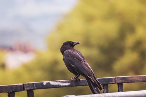 Free A raven sits perched on a metal railing outdoors, surrounded by a soft, blurred natural background. Stock Photo