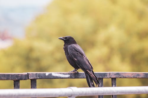 Foto profissional grátis de ave, cerca, corvo