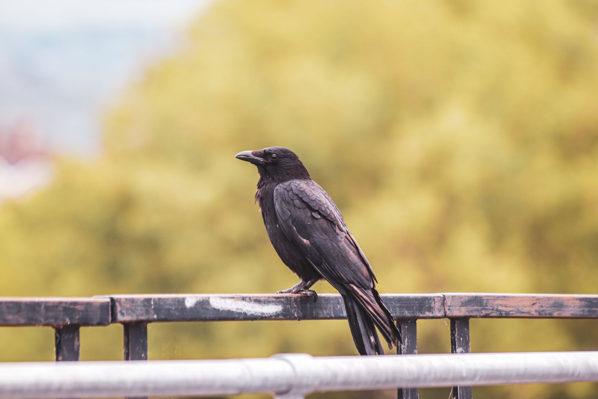 A raven stands on a metal fence in a park, showcasing its sleek black plumage.