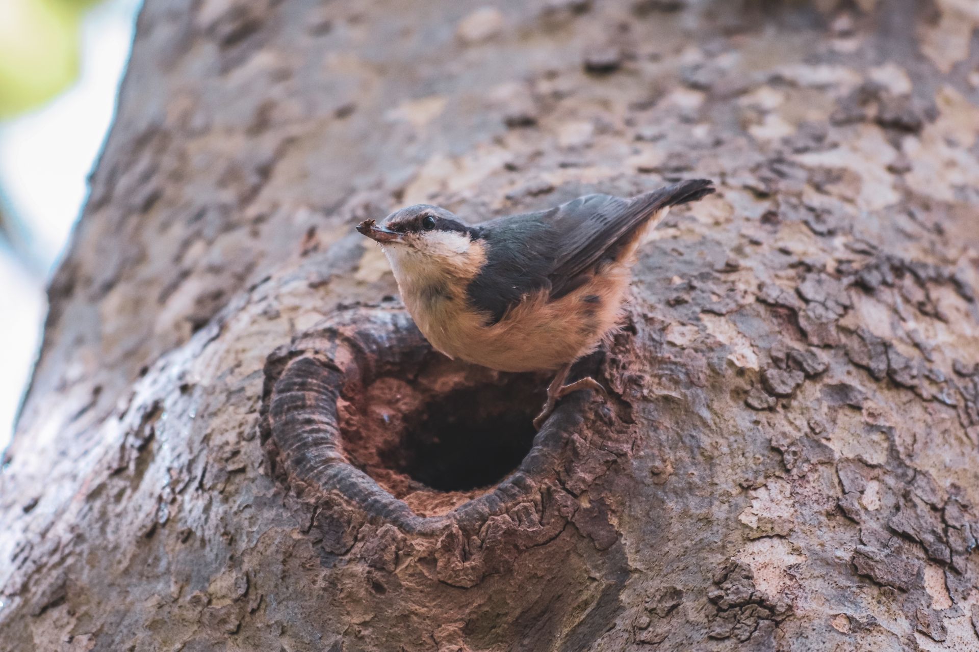A close-up of a Eurasian nuthatch perched at its nest in a tree.