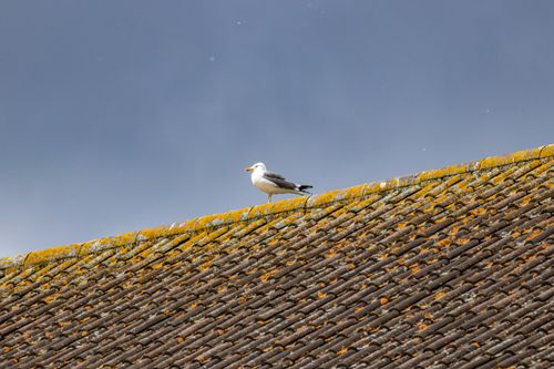Free Seagull perched on a rooftop covered in moss under a cloudy sky. Stock Photo