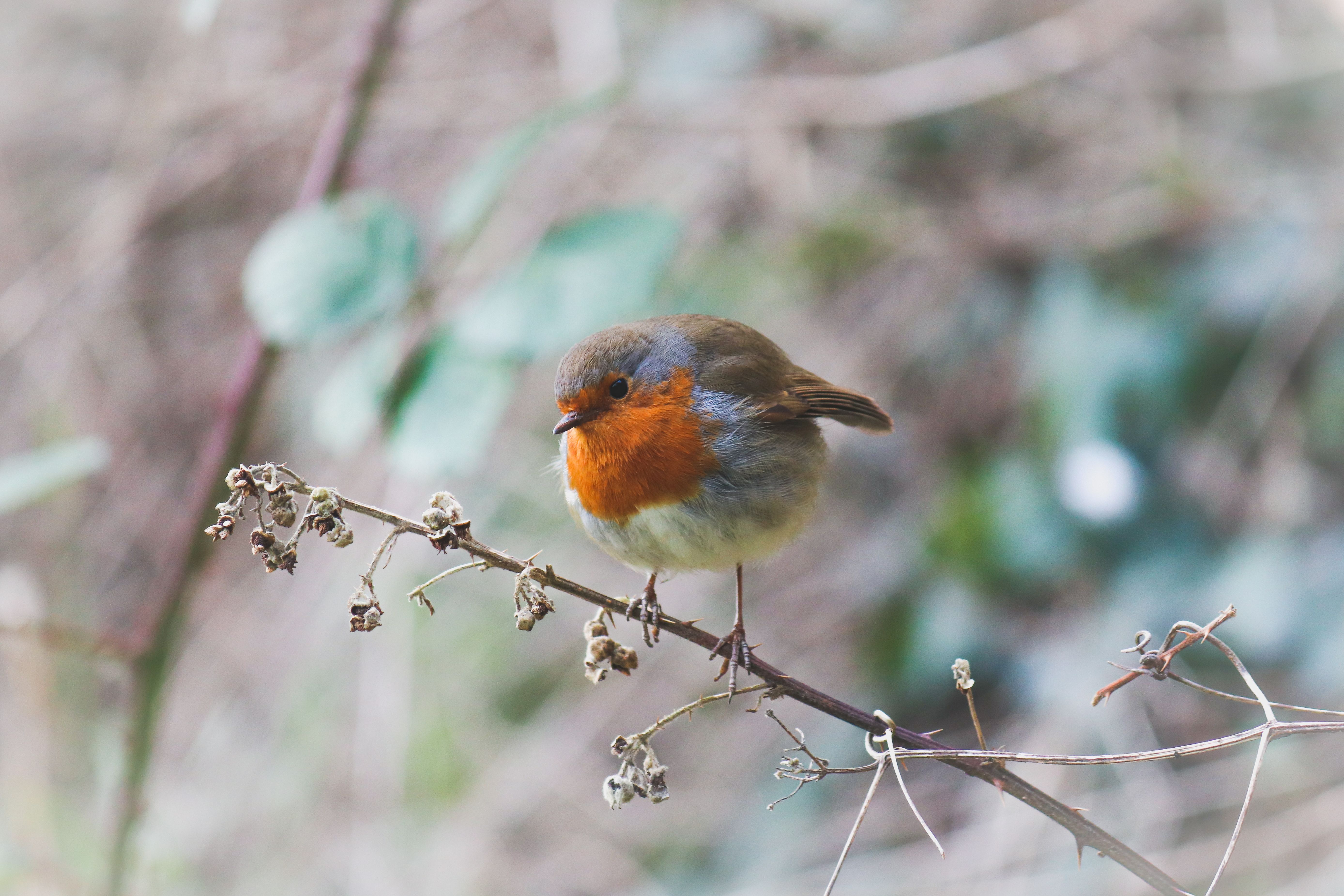 Redbreasted Robin Perching on Branch · Free Stock Photo