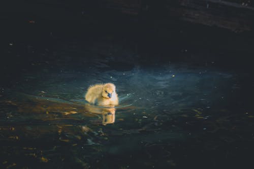 Gosling on Water