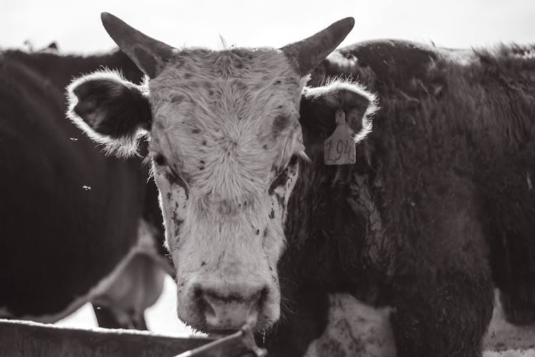 Cow With Earring