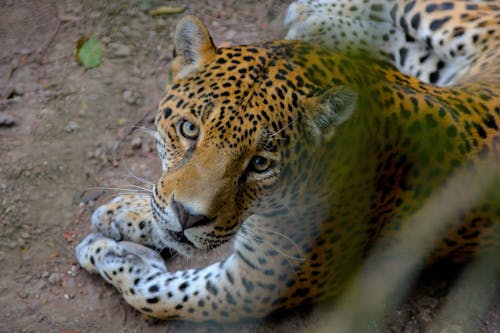 Free stock photo of jaguar, misterious, nature