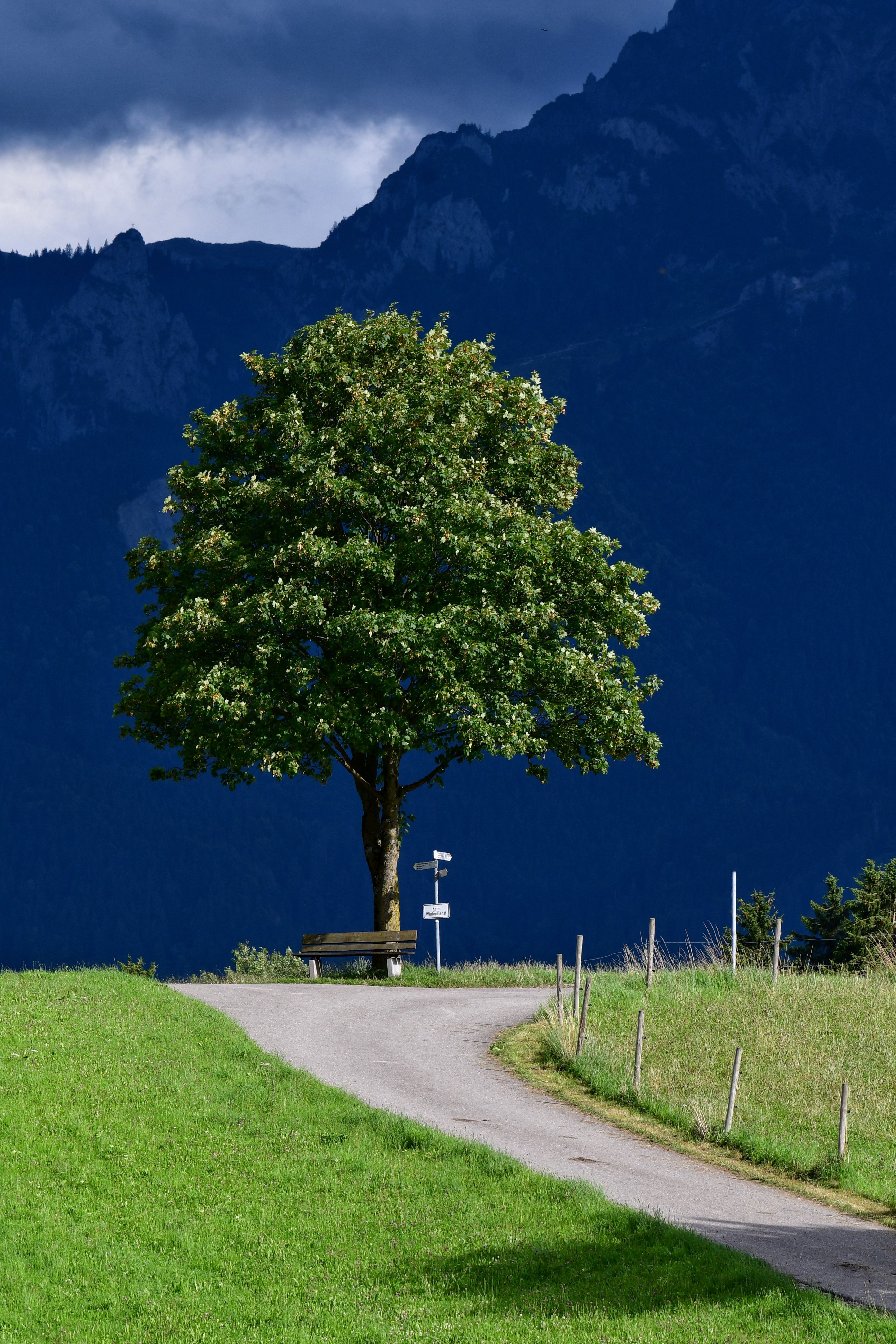 Tree and Direction Sign at a Hill Crossroads · Free Stock Photo