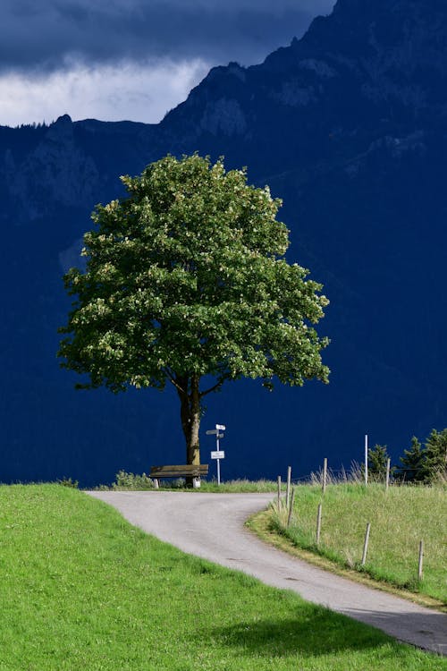Darmowe zdjęcie z galerii z droga, drzewo, góra