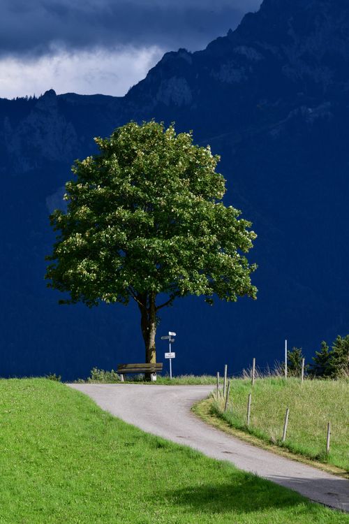 Free A lone tree beside a winding path against a dramatic mountain backdrop under overcast skies. Stock Photo