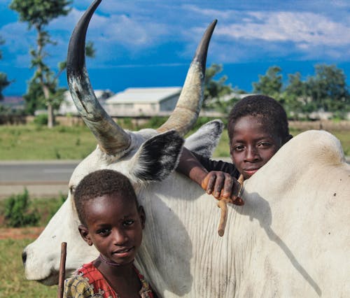 Ilmainen kuvapankkikuva tunnisteilla afrikkalaiset pojat, hymyily, lehmä