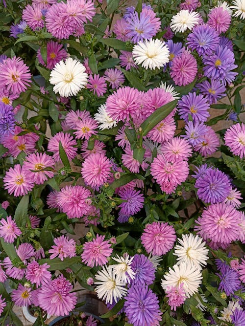 Fotos de stock gratuitas de arreglo floral, aster aromático, aster de madera azul