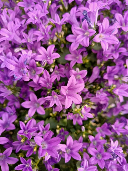 Fotos de stock gratuitas de belleza floral, borroso, botánica