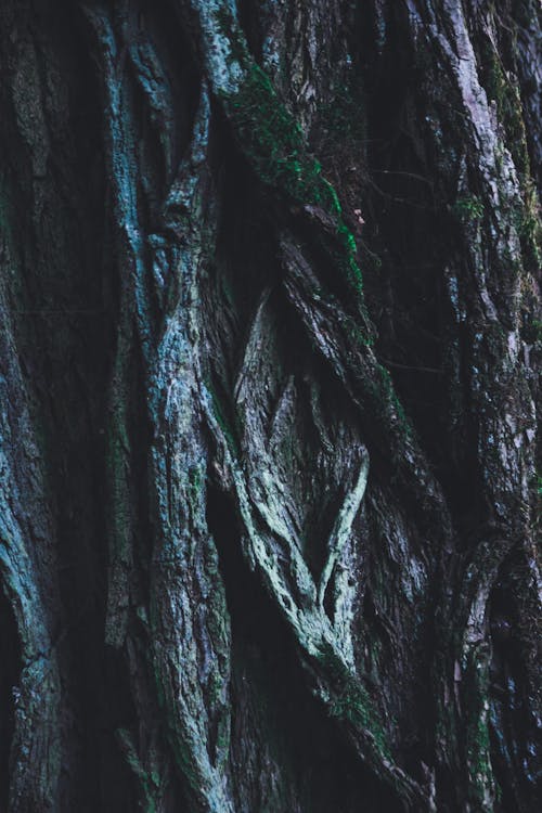 Free Close-up Photography of Green and Brown Tree Trunk Stock Photo