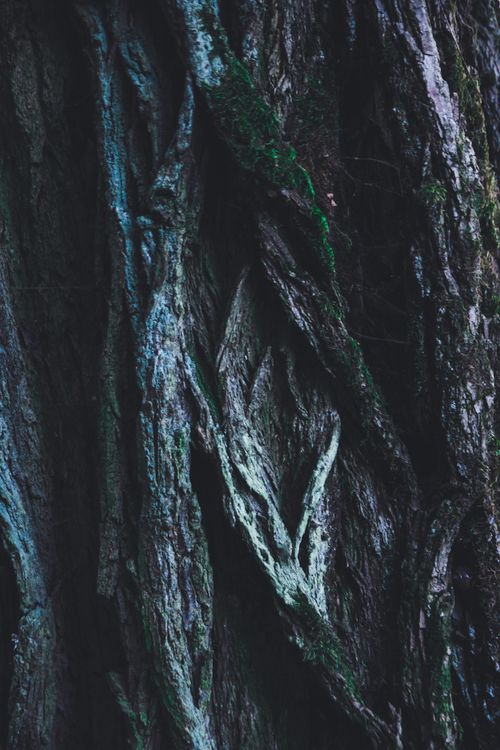 Free Detailed close-up of tree bark with textured patterns and moss growth. Stock Photo