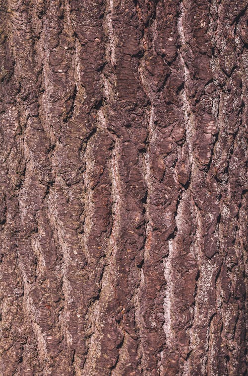 Free stock photo of tree bark Stock Photo