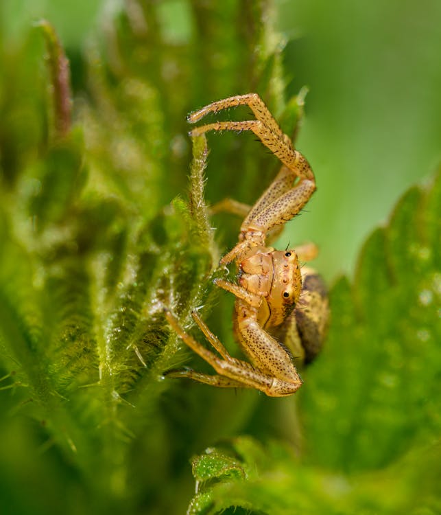 Close-up on Crab Spider Standing on Leaf