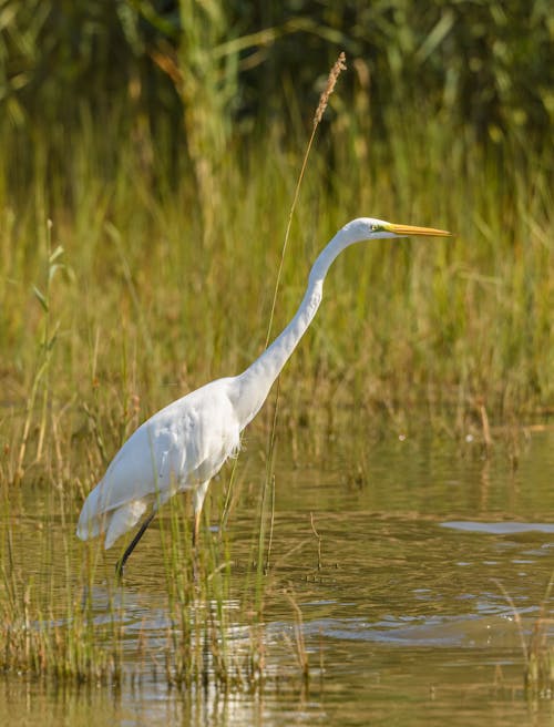 Great Egret in Water 
