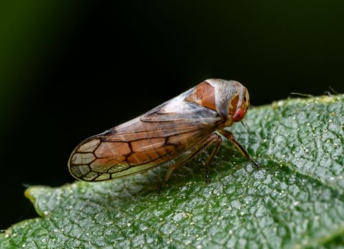 Free Detailed macro shot of a leafhopper on a leaf, showcasing its intricate patterns. Stock Photo