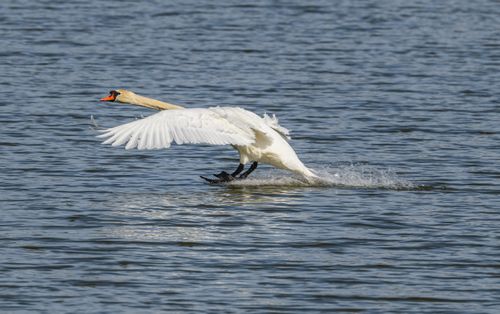 Free Elegant swan gracefully landing on water with wings extended, capturing a serene wildlife moment. Stock Photo