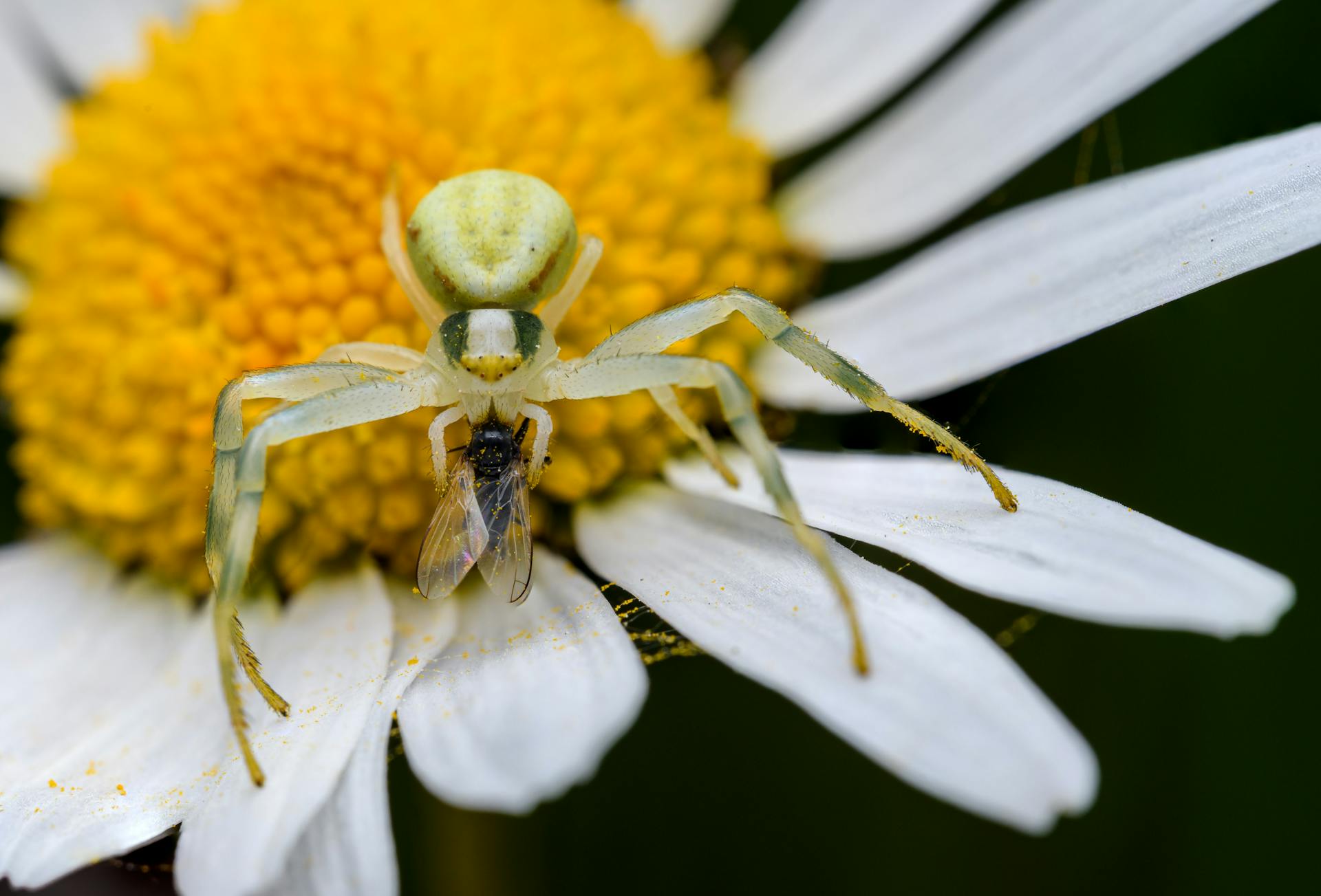 Spider Feeding on a Fly