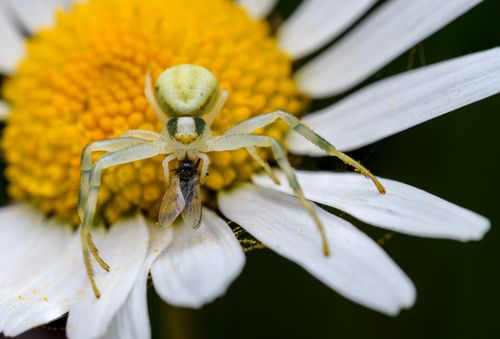 Free A spider feeding on a fly atop a vibrant daisy flower, showcasing nature's predator-prey interaction. Stock Photo