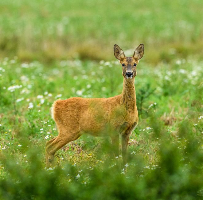 A beautiful deer standing in a lush green meadow, surrounded by wildflowers, in an idyllic natural setting.
