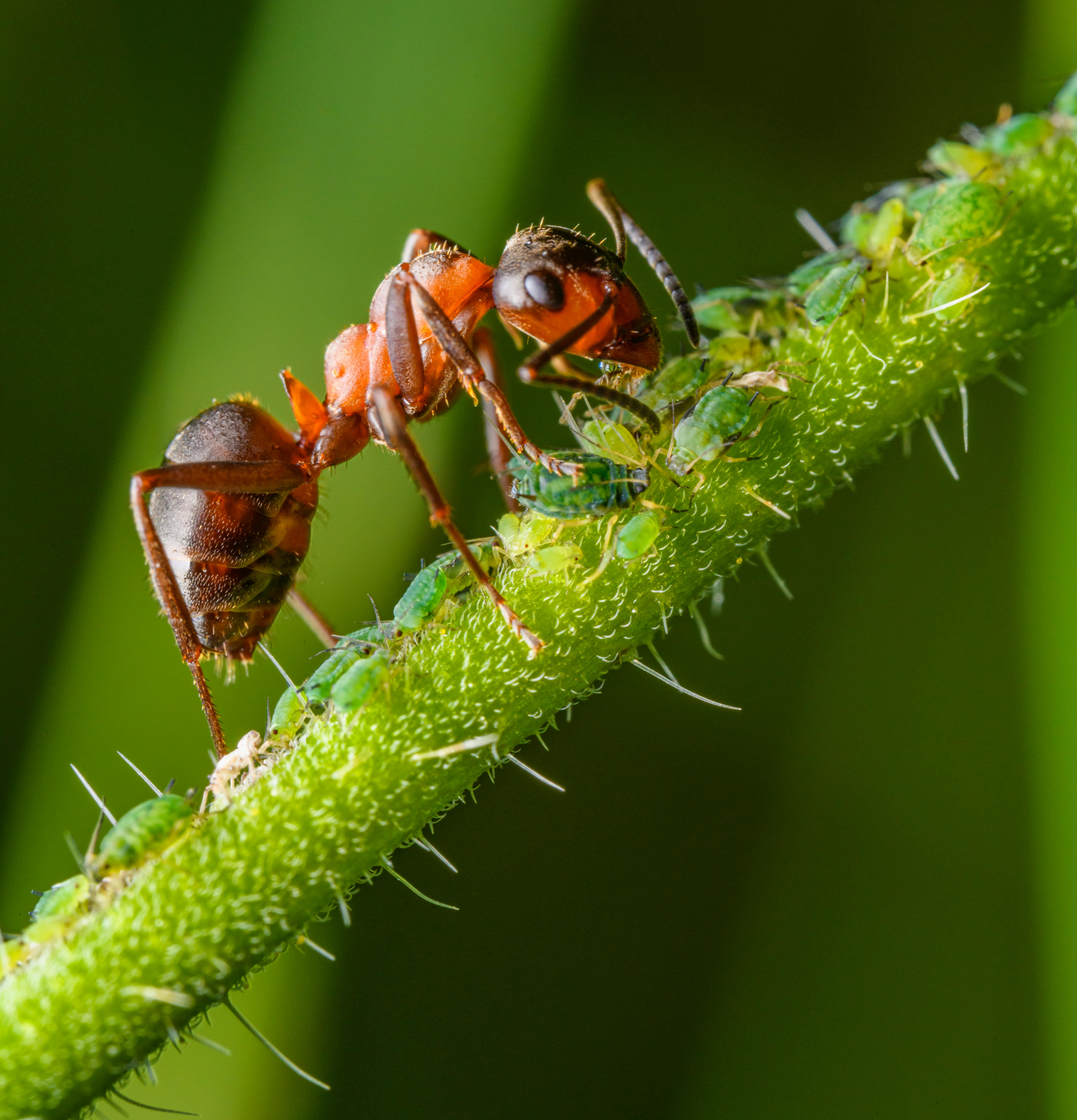 Red And Milking Aphids on a Grass Stalk