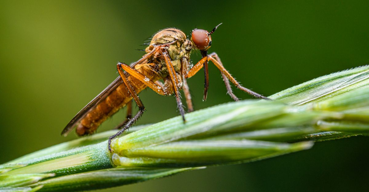 Oar Insect Insect on an Ear of Wheat · Free Stock Photo
