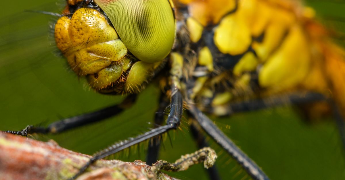 Insect Features Real Extreme Close-up of an Insect · Free Stock Photo