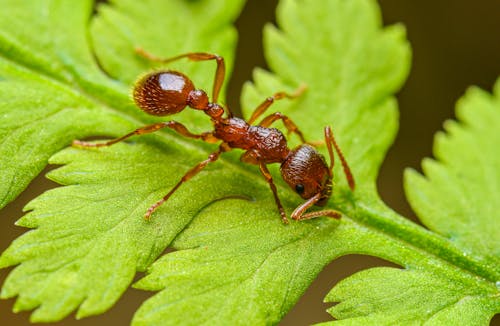 Ant on a Leaf 