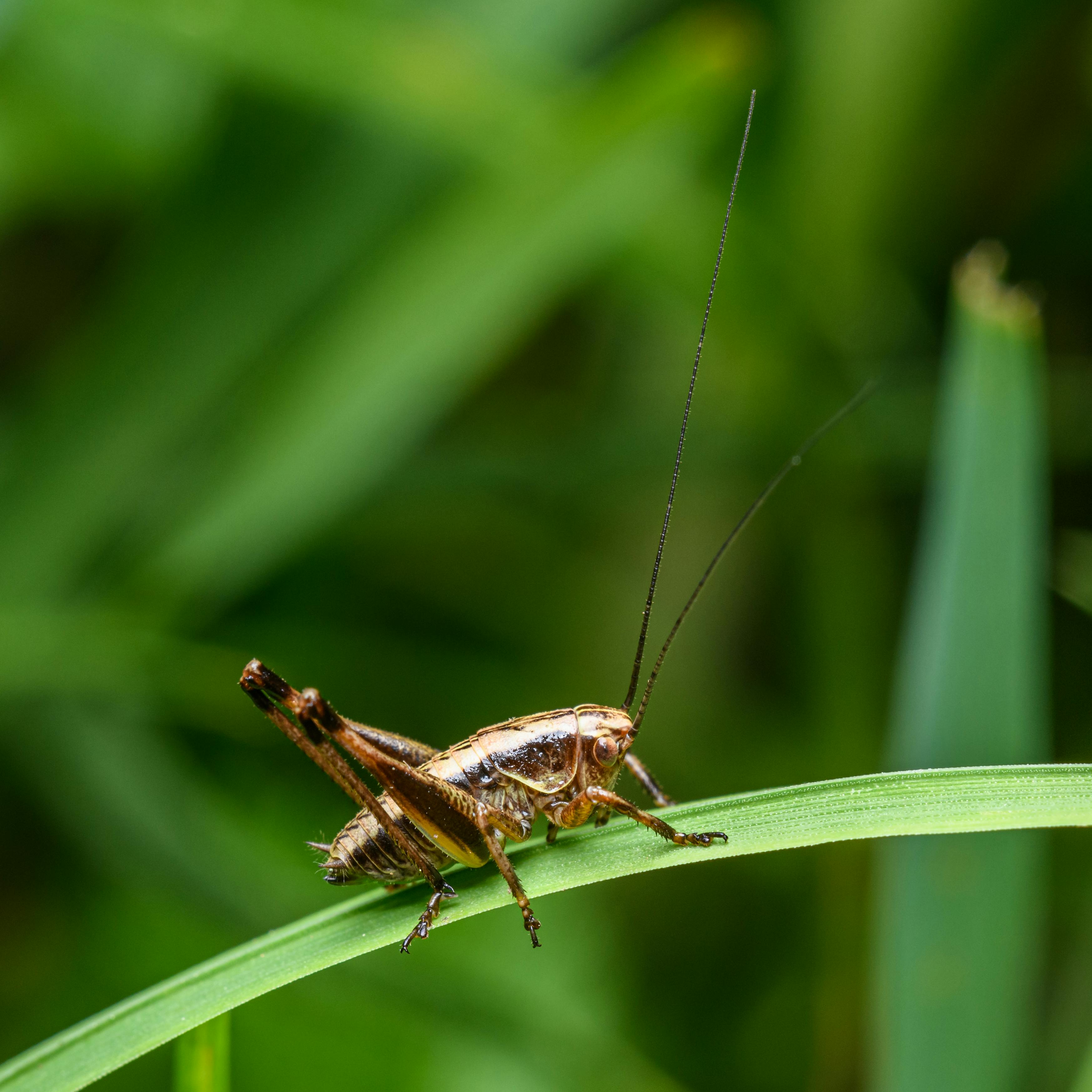 The Secret Power Of Crickets: Amazing Gifs & Their Hidden Benefits - ierg2xp
