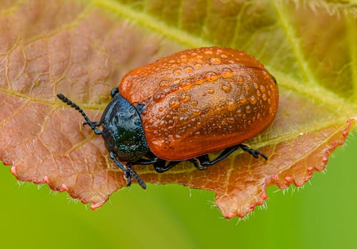 Photos gratuites de beetle, chrysomèle populi, fermer
