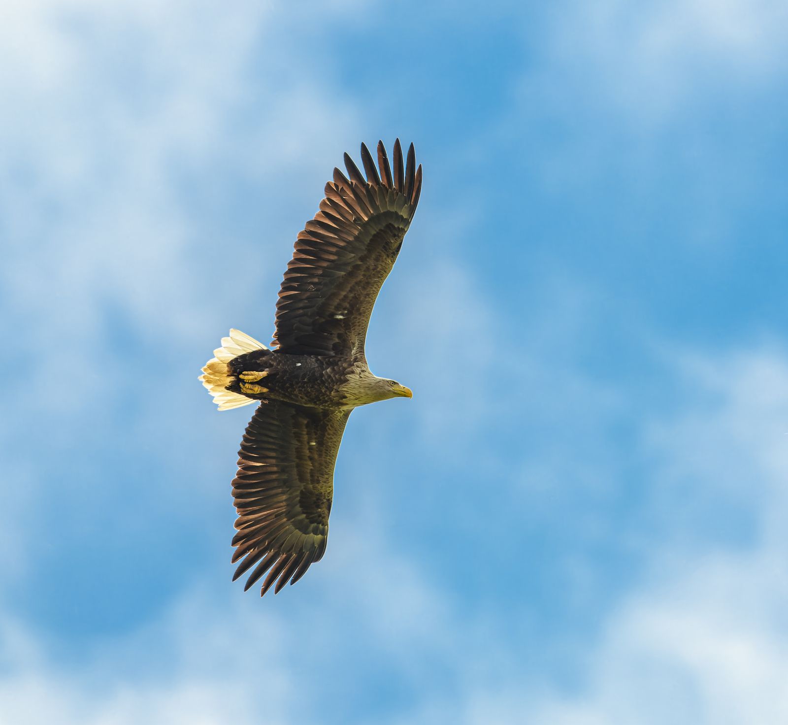 Soaring Eagle Photos Download The Best Free Soaring Eagle Stock Photos