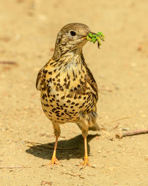 Gratis stockfoto met birdwatching, detailopname, dierenfotografie