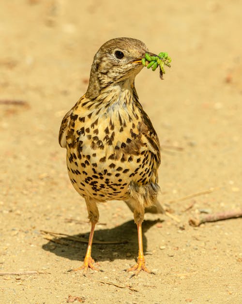 Безкоштовне стокове фото на тему «turdus viscivorus, вертикальні постріл, впритул»