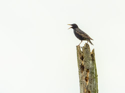 Gratis lagerfoto af almindelig starling, dyrefotografering, fugl