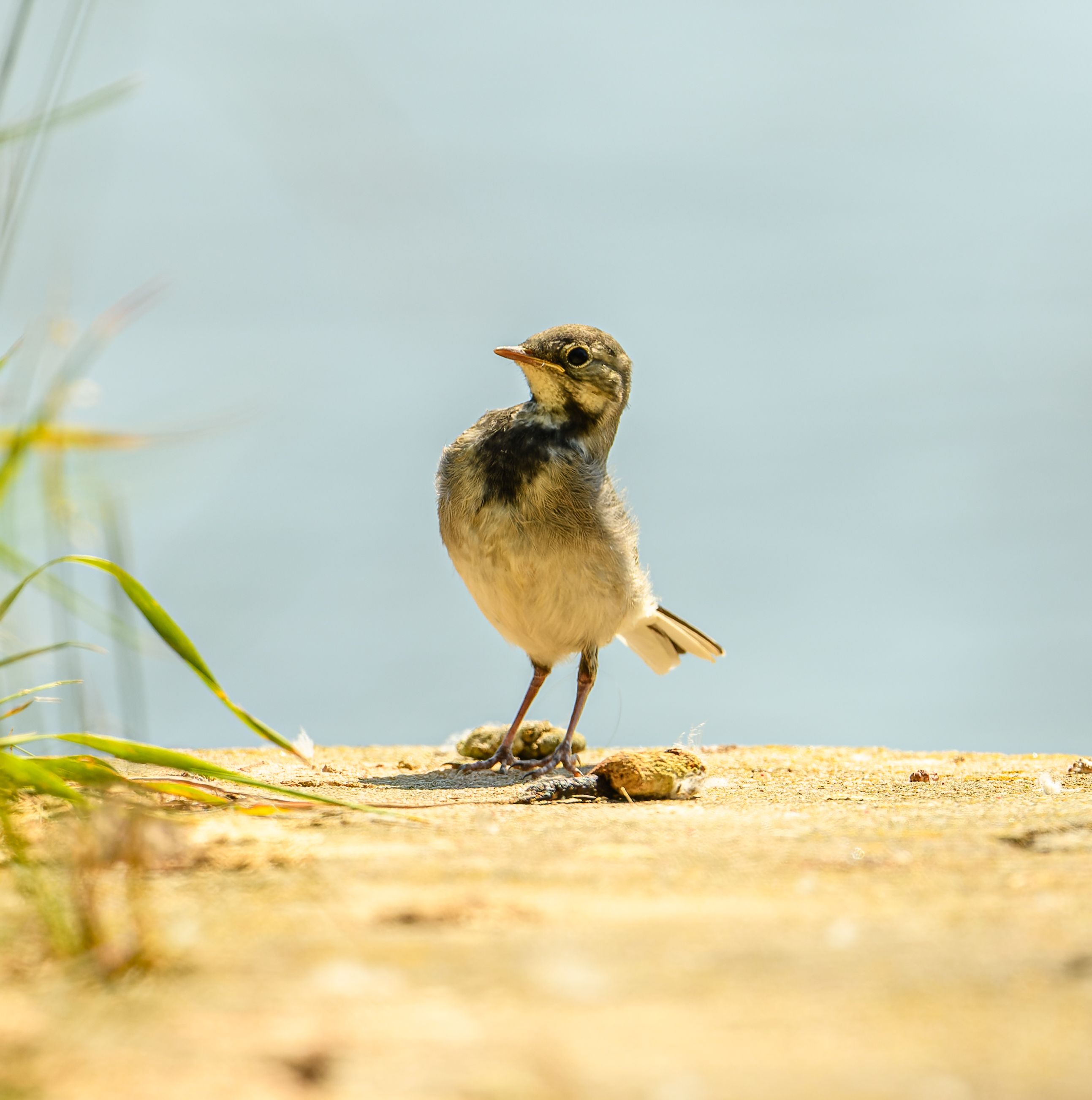 Close-up on Cape Wagtail Bird Standing on Beach · Free Stock Photo