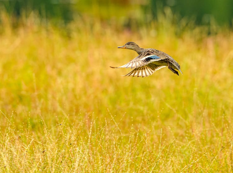 Close-up Of A Mallard Flying Above A Field 